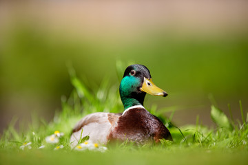 duck
