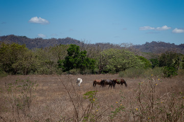 horses in the field with mountains in background