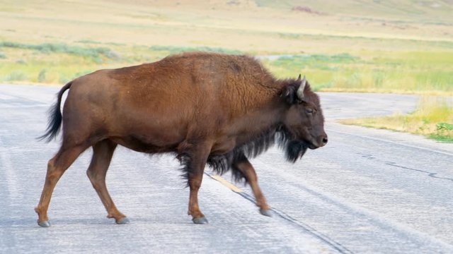 One single bison side view herd crossing the road on Antelope Island State Park near Great Salt Lake City in Utah, USA
