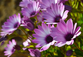 Pink Osteospermum (Dimorphotheca ecklonis,Cape marguerite, African daisy) flowers as a natural floral background. Selective focus.