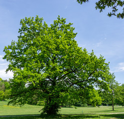 Fototapeta na wymiar Tree in Munich Ostpark/Eastpark park with blue sky and green leaves