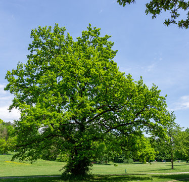 Tree in Munich Ostpark/Eastpark park with blue sky and green leaves