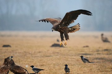 White-tailed eagle (Haliaeetus albicilla)
