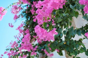 Pink beautiful flowers on a bush, background, beauty, nature