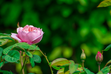 pink rose in the garden