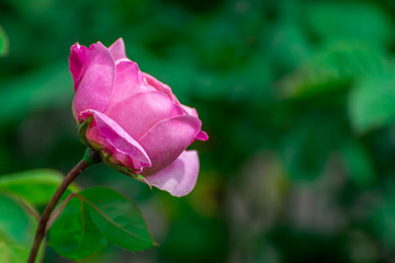 pink rose on green background