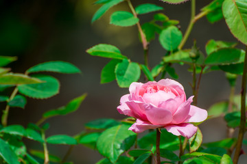 pink rose in garden