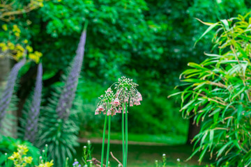 green grass and allium bulgaricum flowers