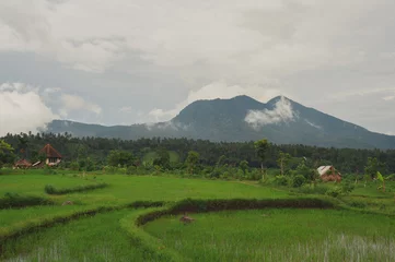 Foto op Canvas Traditional landscape of Southeast Asia: rice fields. © Evgenii Starkov