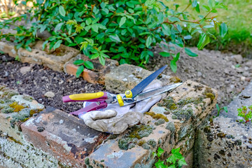  Gardening gloves and garden cutters in front of a rose bush ready for pruning in an English country garden