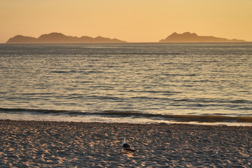 Paloma cruzando la playa al atardecer