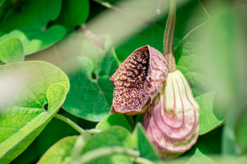aristolochia  tree branch in park with flowers