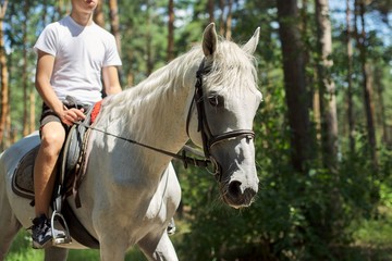 Horse walks, teenager boy riding white horse in summer forest