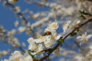 Kirschbaum