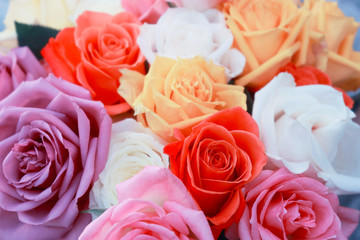 Colorful Rose Background.