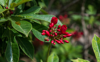 Colorful flowers of botanical garden and rose garden of Ooty Tamilnadu India
