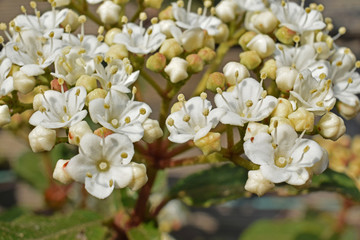 Au jardin : fleurs de laurier sauce.