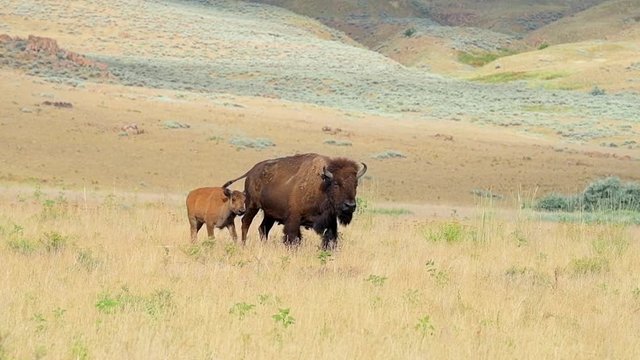 Antelope Island, USA with bison herd family calf and mother running stampede in state park near Great Salt Lake City in Utah in slow motion panning