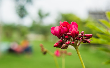 Colorful flowers of botanical garden and rose garden of Ooty Tamilnadu India
