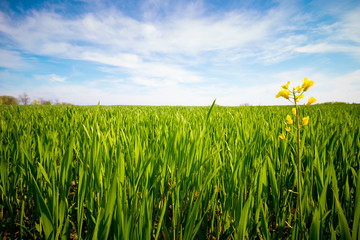 Obraz premium yellow flower in green grass against a blue sky