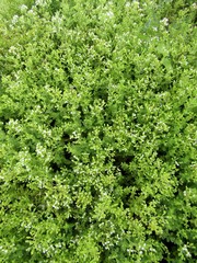Flowering Marjoram or Origanum majorana plants background