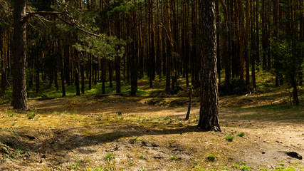 
Trees in the Sokole Góry reserve in Olsztyn.