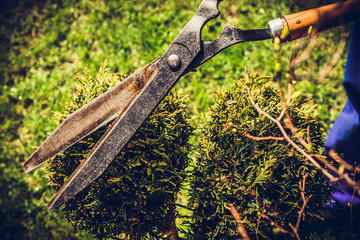 Clipping shrubs with pruning shears. Man cuts branches of bushes with hand pruning scissors. Concept of caring for the garden, beauty of the garden. Allotment season. Shrub formation, tree appearance