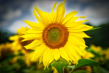 Sunflower close up image
