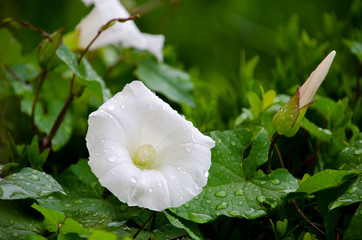 gotas sobre blanco