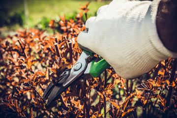 Clipping shrubs with pruning shears. Man cuts branches of bushes with hand pruning scissors....