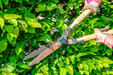  Unidentifiable Caucasian female gardener trimming a hawthorn hedge with a set of manual hedge...