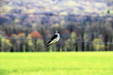 Tree Swallow