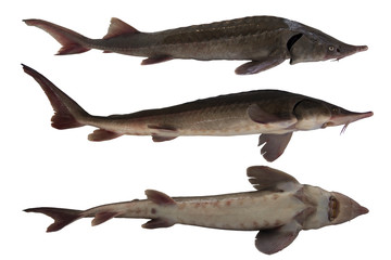 Sturgeon fish isolated on a white background. Fish from different sides