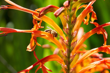 Bee with nectar ball, flying landing and feeding on Lucifer plants.  Side and Back views