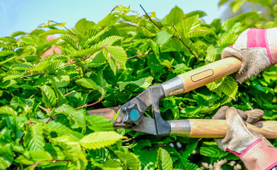  Unidentifiable Caucasian female gardener trimming a hawthorn hedge with a set of manual hedge...