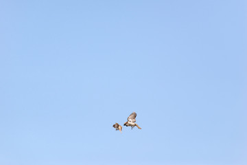 little sparrows fly in the blue sky