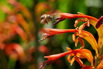 Bee with nectar ball, flying landing and feeding on Lucifer plants.  Side and Back views