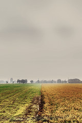 Fototapeta premium field of wheat and grass