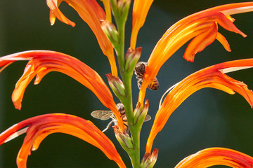 Bee with nectar ball, flying landing and feeding on Lucifer plants.  Side and Back views
