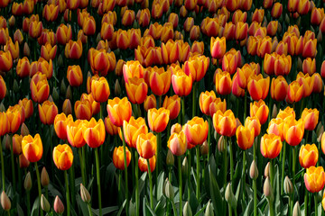 Obraz premium Traditional Tulip Festival at Emirgan Park in Sarıyer district of Istanbul. Colorful tulips of Emirgan Park.