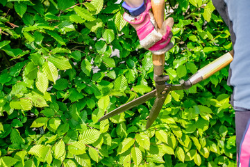 Unidentifiable Caucasian female gardener trimming a hawthorn hedge with a set of manual hedge clippers