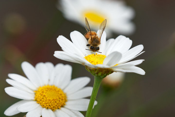 Obraz premium Bee Landing and feeding on White Daisy plant.