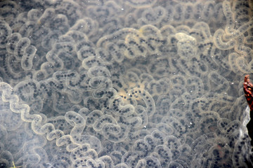 Toad eggs in water