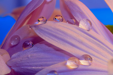 water drops on flower petals very colorful macro