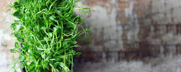 Selective focus. Fresh microgreens in a pot. Eco food. Vegan food.