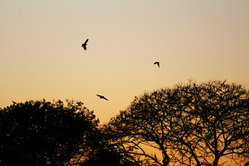 Amanhecer com pássaros