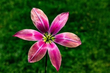 Traditional Tulip Festival at Emirgan Park in Sarıyer district of Istanbul. Colorful tulips of Emirgan Park.