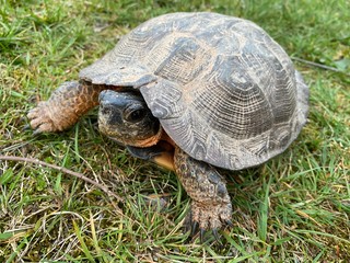 Wood turtle