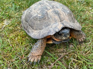 Wood turtle