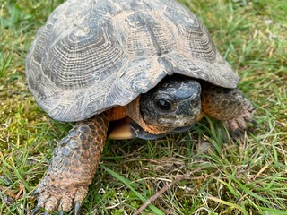 Wood turtle